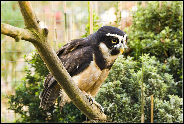 Spectacled Owl - Marwell Zoo TalkPhotography Meet