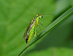 Rhogogaster viridis Sawfly