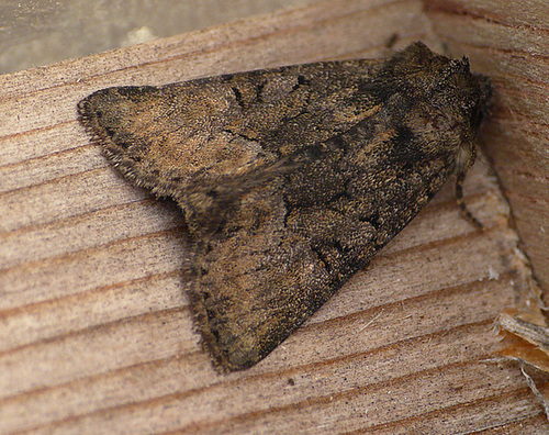 Marbled Minor