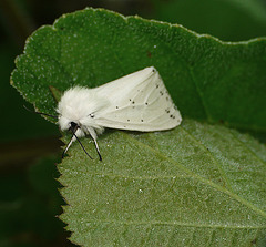 White Ermine Moth