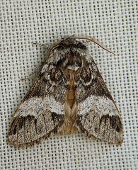 Marbled Brown