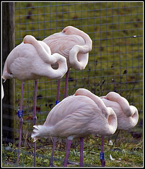 Flamingos - Marwell Zoo TalkPhotography Meet
