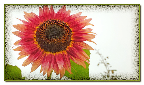 Red Sunflower