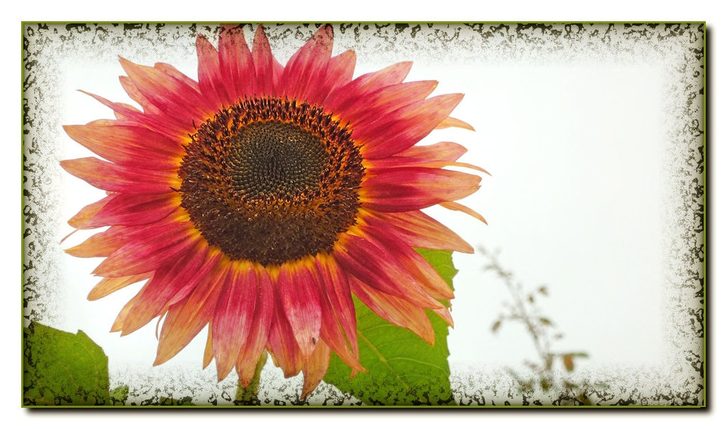 Red Sunflower