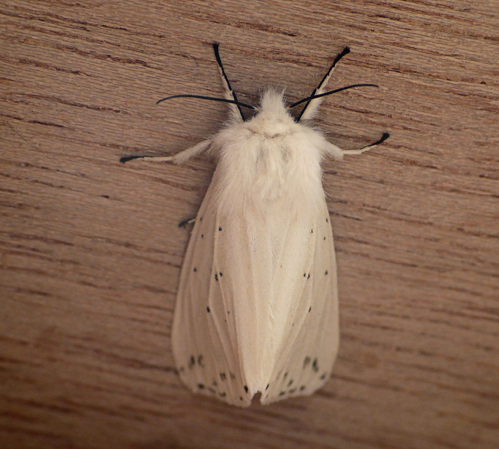 White Ermine