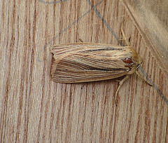 Smoky Wainscot