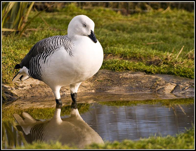 Goose (?) - Marwell Zoo TalkPhotography Meet