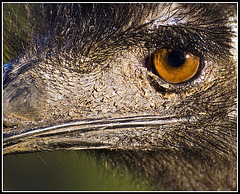 Ostrich - Marwell Zoo TalkPhotography Meet