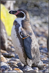 Penguin - Marwell Zoo TalkPhotography Meet