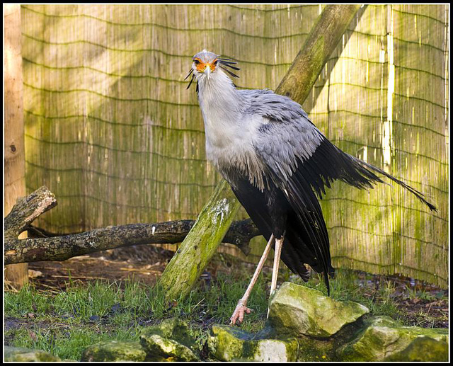 Secretary Bird - Marwell Zoo TalkPhotography Meet