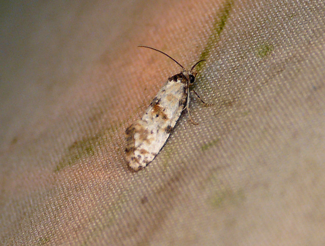 Cochylis dubitana