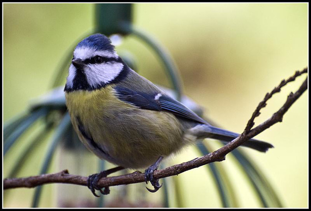 Blue Tit in the garden