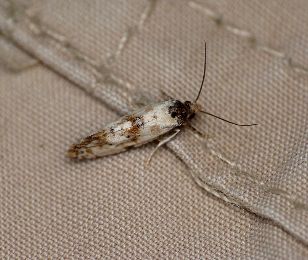 Cochylis dubitana -Top