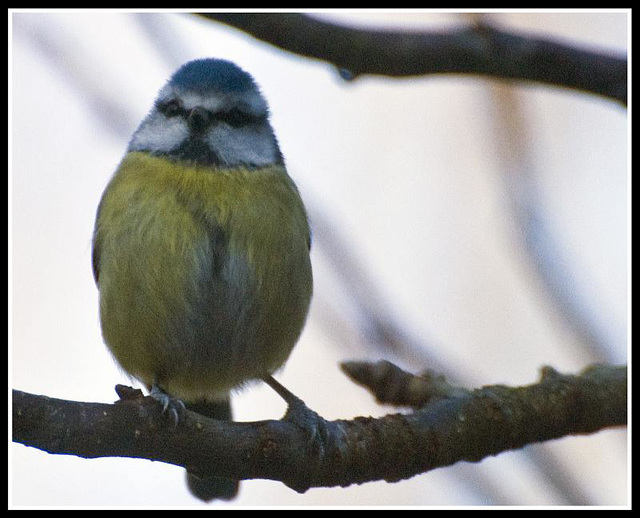 Blue Tit in the garden