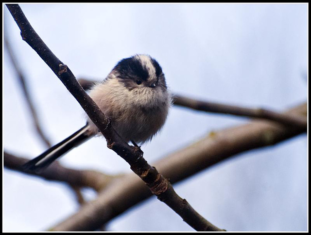 Long Tailed Tit in the garden