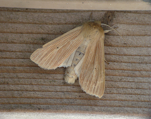 Common Wainscot