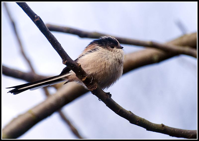 Long Tailed Tit in the garden