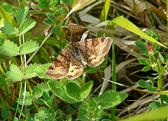 Burnet Companion Moth