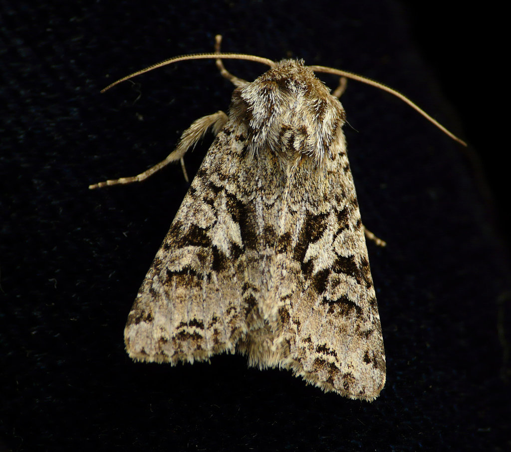 Shears Moth