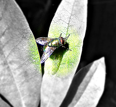 Fly with a green body