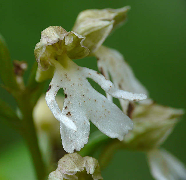 Lady Orchid White Form