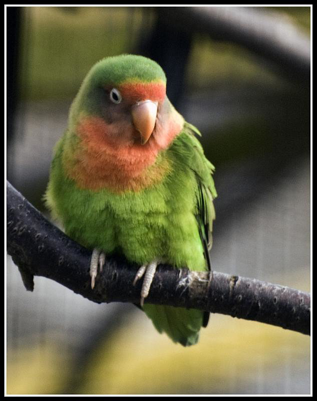 Peach Faced Lovebird Marwell Zoo Talkphotography Meet