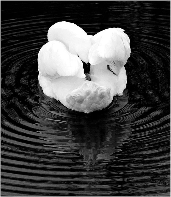 Mute Swan Hilsea