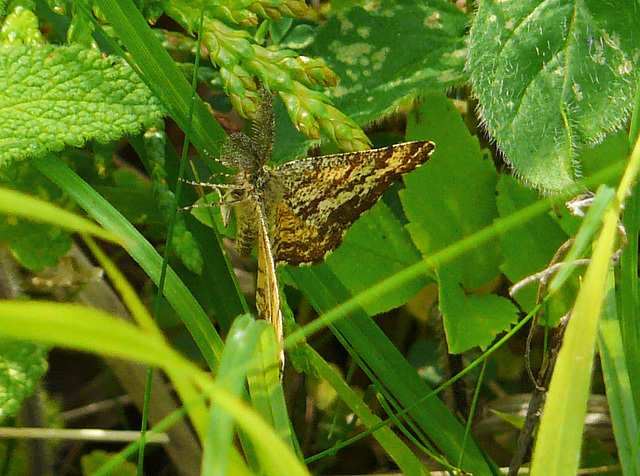 Common Heath