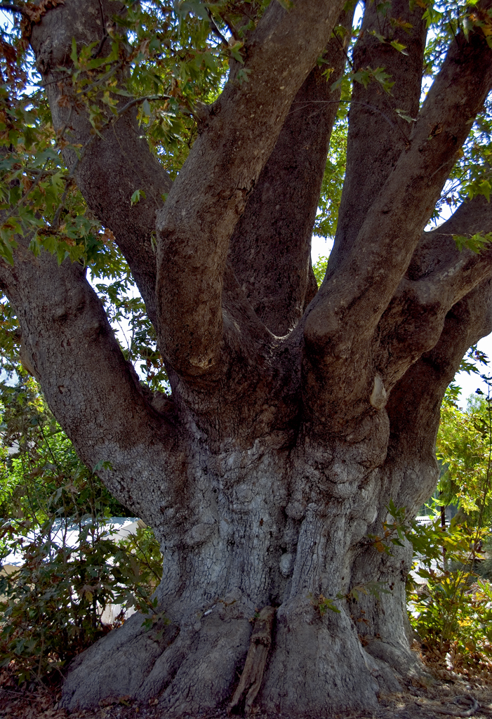 The big tree....