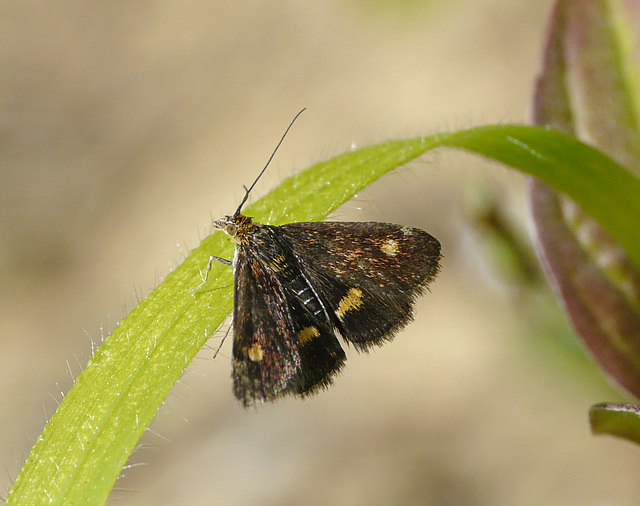 Pyrausta aurata Moth