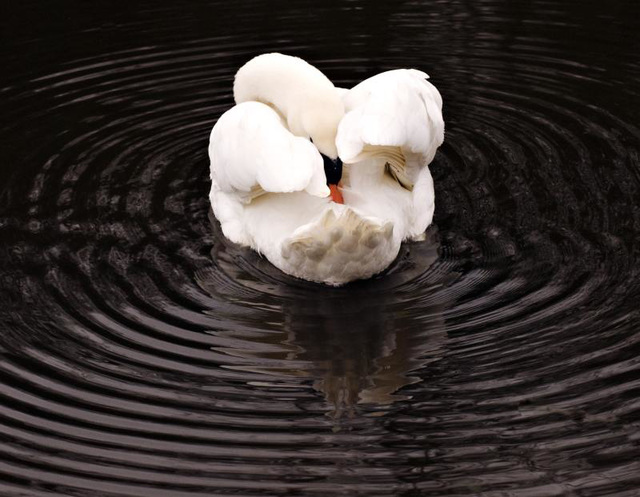 Mute Swan Hilsea