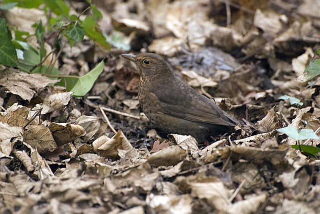 Blackbird Hilsea