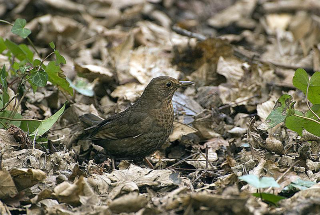 Blackbird Hilsea