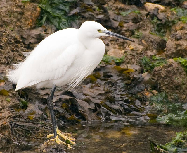 Egret Hilsea