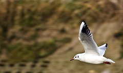 Seagull in flight Arundel