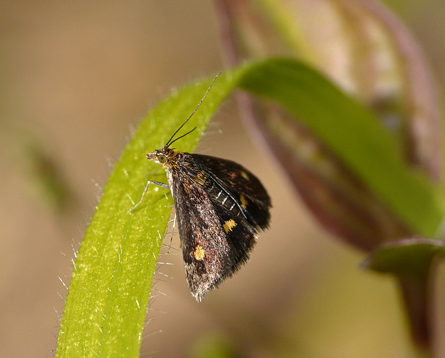 Pyrausta aurata Moth