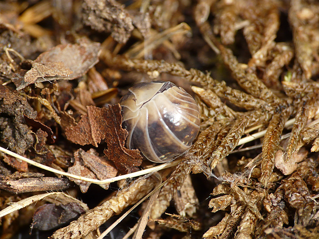 Pill Beetle