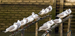 Seagulls Arundel