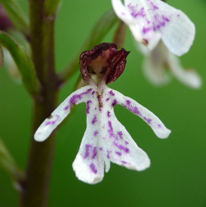 Lady Orchid