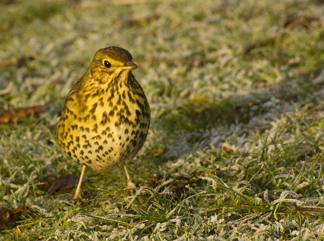 Song Thrush Arundel