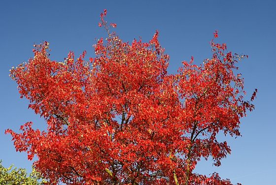 Rouge d'automne 1