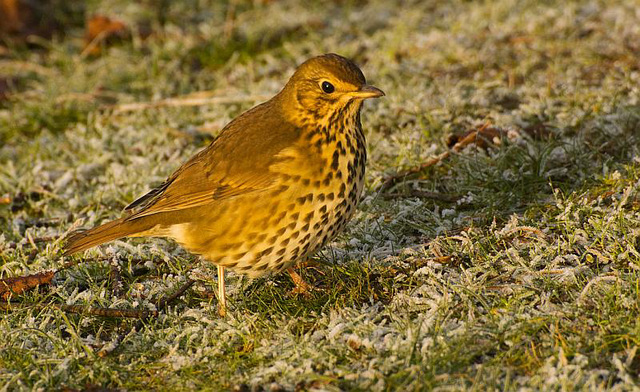 Song Thrush Arundel