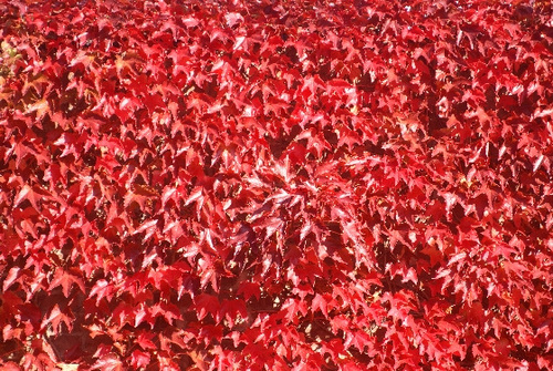 Rouge d'automne 2
