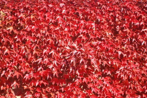 Rouge d'automne 2
