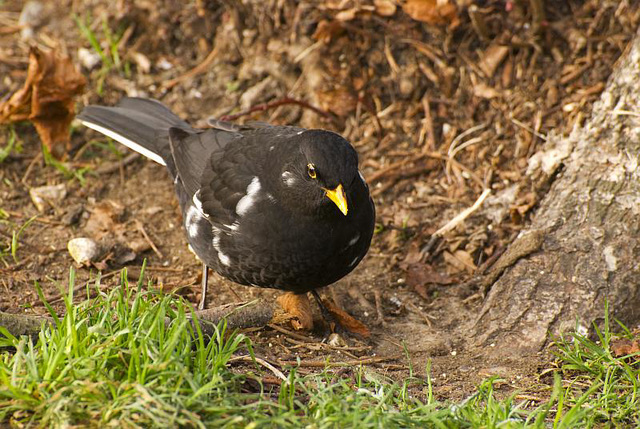 Piebald Blackbird Arundel