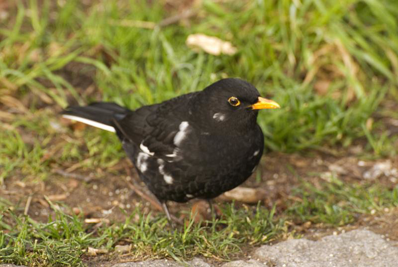 Piebald Blackbird Arundel