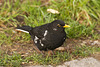 Piebald Blackbird Arundel
