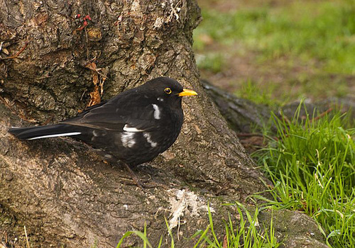 Piebald Blackbird Arundel
