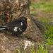 Piebald Blackbird Arundel