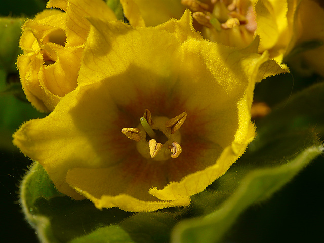 Dotted Loosestrife